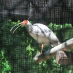 トキ初めて見ました！